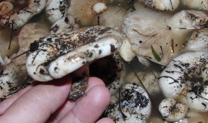 Cum să păstrați ciupercile murate după decaparea la rece