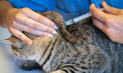 A macskák vakcinázásának naptára