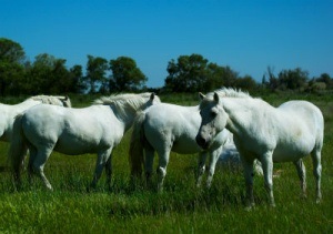 Camargue - ghid gratuit, recenzii, poze, obiective turistice