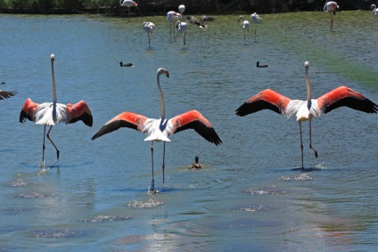 Camargue cum să ajungi acolo, monumente naturale, locuitori, căi