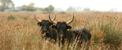 Camargue, comentarii, poze, prețuri, cum să ajungi la Camargue