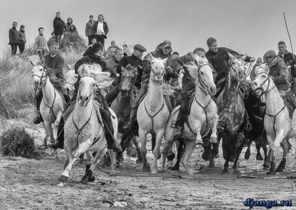 Camargue, Provence, Franciaország - információs portál