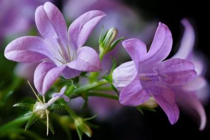 Campanula la domiciliu - sfaturi pentru plantarea și îngrijirea (video, fotografie) unui floriculturist începător