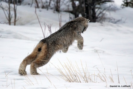 Canadian Lynx