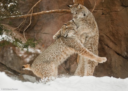 Canadian Lynx