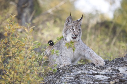 Canadian Lynx