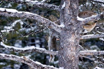 Canadian Lynx