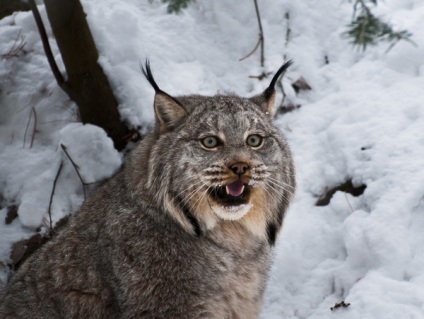 Canadian Lynx