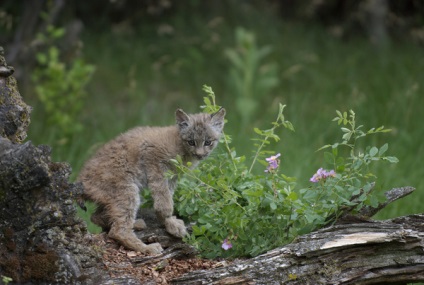 Canadian Lynx