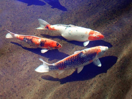 Koi (Cyprinus carpio), akvárium részletesen