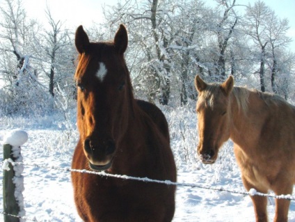 Imagini ale unor artiști celebri cu imagini de animale - animale în picturile artiștilor ruși -