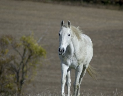 Imagini ale unor artiști celebri cu imagini de animale - animale în picturile artiștilor ruși -