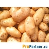 Cartofi proaspeți în magazinele Ufa online și companii cu costul în catalog