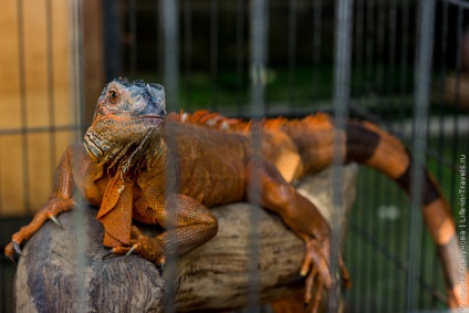 Ketut lyer (ketut liyer) - vizitarea unui cunoscut vindecător sau urmărirea filmului 