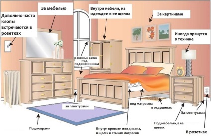 Bedbugs în canapea cum să scapi și de unde provin