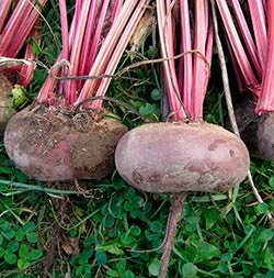Amikor ásni céklát tárolására tisztítása és téliesítése a szabályok otthon (a pincében (tárolás) Amikor ásni céklát tárolására tisztítása és téliesítése a szabályok otthon (a pincében