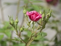 Puncte brune pe crini, flori în grădină (gospodărie)