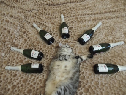 O pisică în șampanie