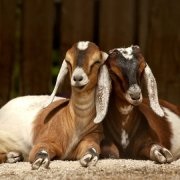 Specii de capre, descrierea lor, recenzie foto și video