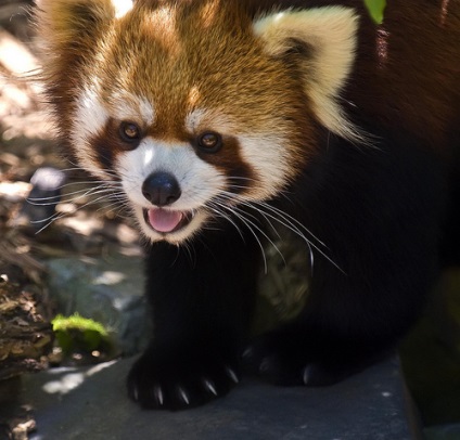 Vörös panda (leírás, 36 kép)