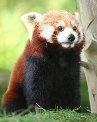 Red Panda (descriere, 36 fotografii)