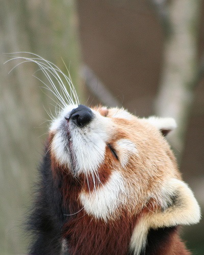 Red Panda (descriere, 36 fotografii)