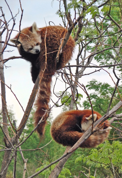 Red Panda (descriere, 36 fotografii)