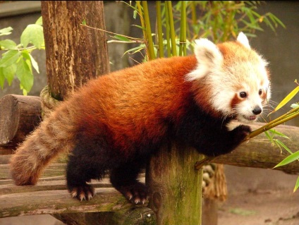 Red Panda (descriere, 36 fotografii)