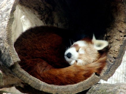 Red Panda (descriere, 36 fotografii)