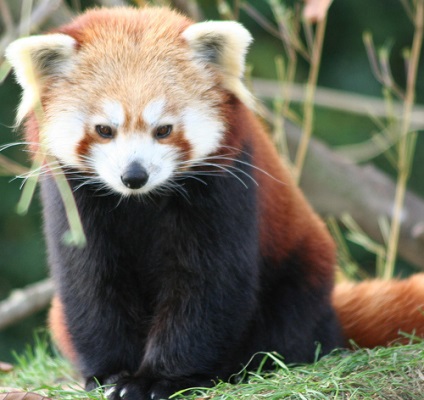 Red Panda (descriere, 36 fotografii)