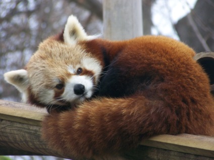 Red Panda (descriere, 36 fotografii)