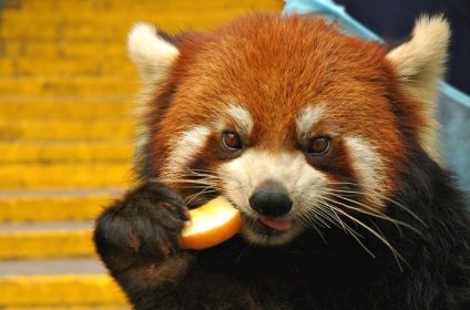 Red Panda (descriere, 36 fotografii)