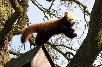 Red Panda (descriere, 36 fotografii)