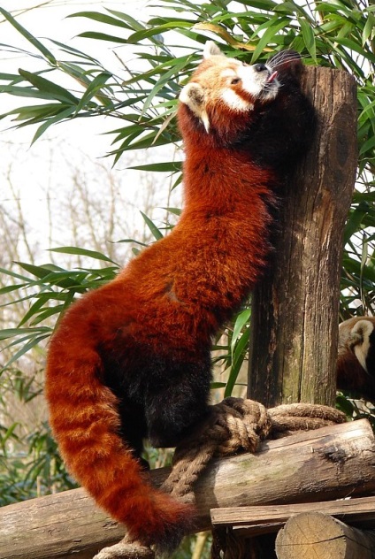 Red Panda (descriere, 36 fotografii)