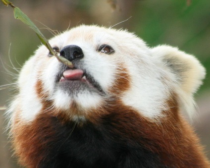 Red Panda (descriere, 36 fotografii)