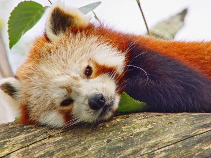 Red Panda (descriere, 36 fotografii)