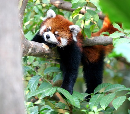 Red Panda (descriere, 36 fotografii)