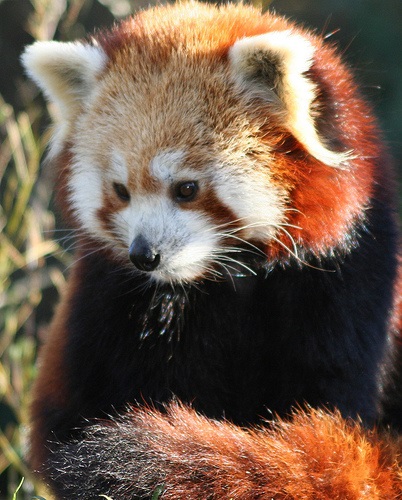 Vörös panda (leírás, 36 kép)