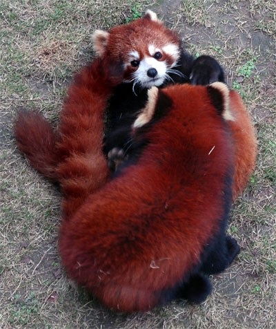 Red Panda (descriere, 36 fotografii)