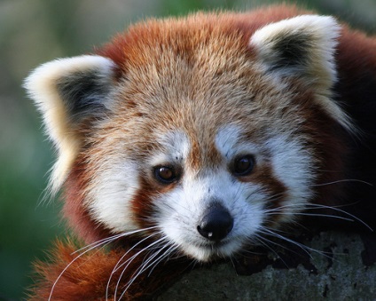 Red Panda (descriere, 36 fotografii)