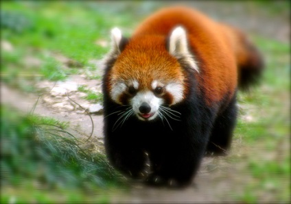 Red Panda (descriere, 36 fotografii)