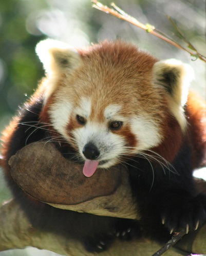 Red Panda (descriere, 36 fotografii)