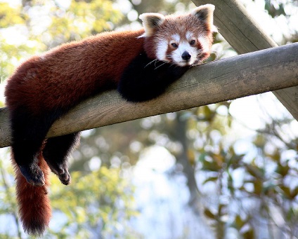 Red Panda (descriere, 36 fotografii)