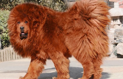 Mastiff roșu tibetan - cel mai scump câine