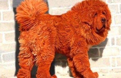 Mastiff roșu tibetan - cel mai scump câine