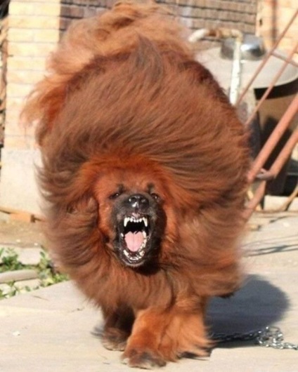 Червен тибетски мастиф - най-скъпият кучето