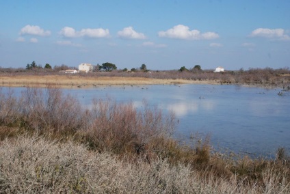 Marginea ghidului flamingo la camargue (Franța), întâmplător