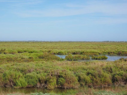 Marginea ghidului flamingo la camargue (Franța), întâmplător