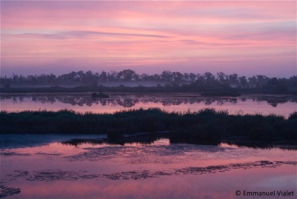 Marginea ghidului flamingo la camargue (Franța), întâmplător