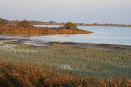 Marginea ghidului flamingo la camargue (Franța), întâmplător